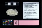 NHMW-GEO-2007z0149-0352_Ol_01.tifCracensigillatus gracilirostrus (Robins, Feldmann & Schweitzer, 2013)  (NHMW-GEO-2007z0149-0352)